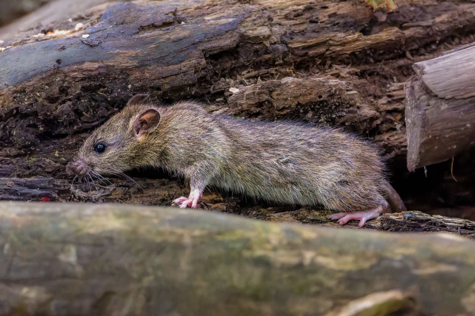 Rodent control in Waco, TX
