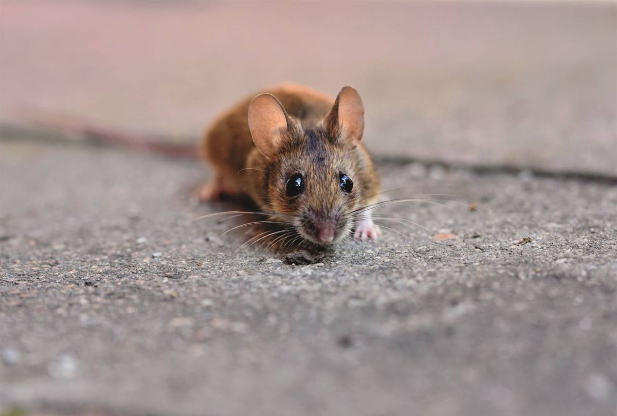 A house mouse on a concrete floor near a wall