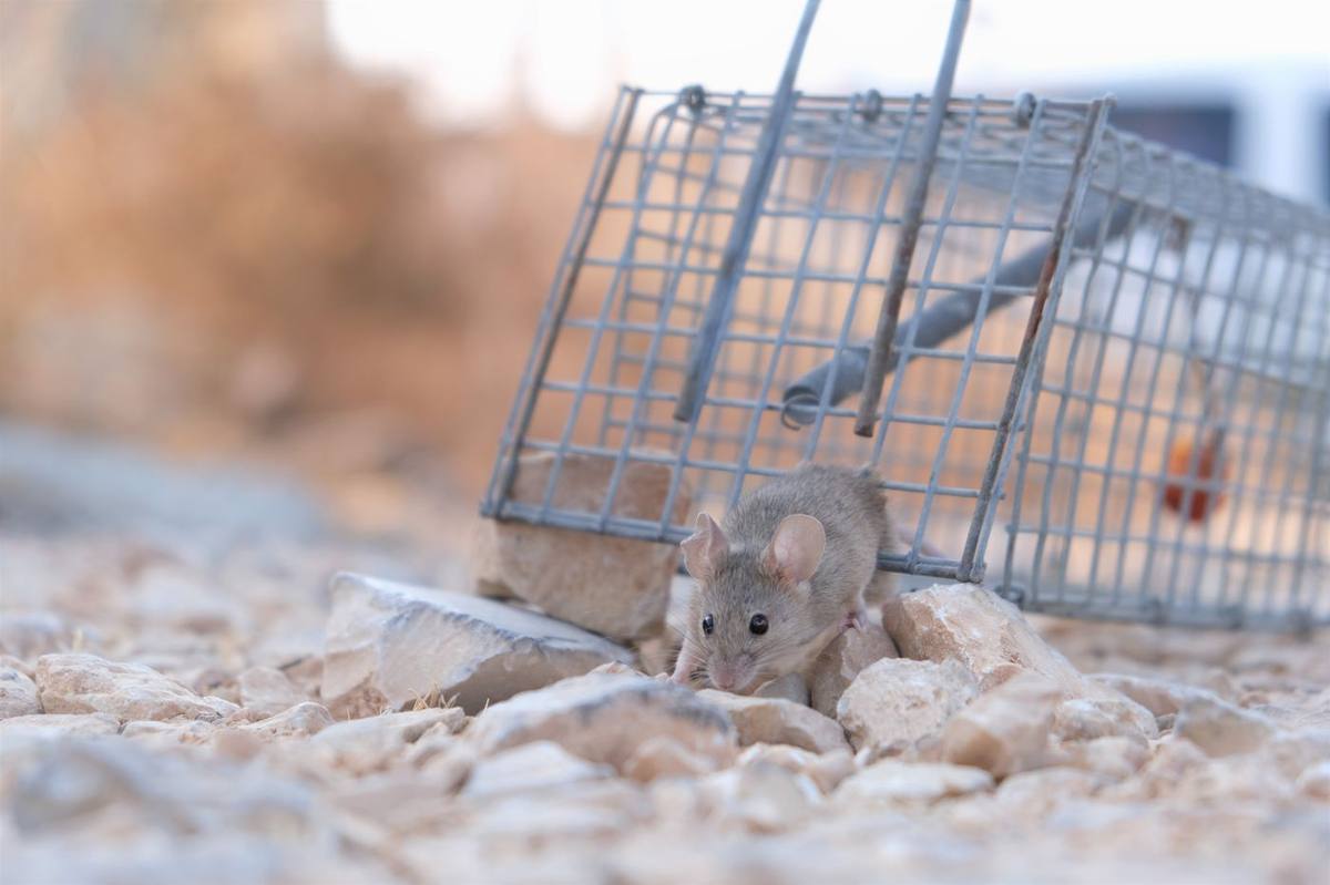 Rodent control in Bellmead, TX