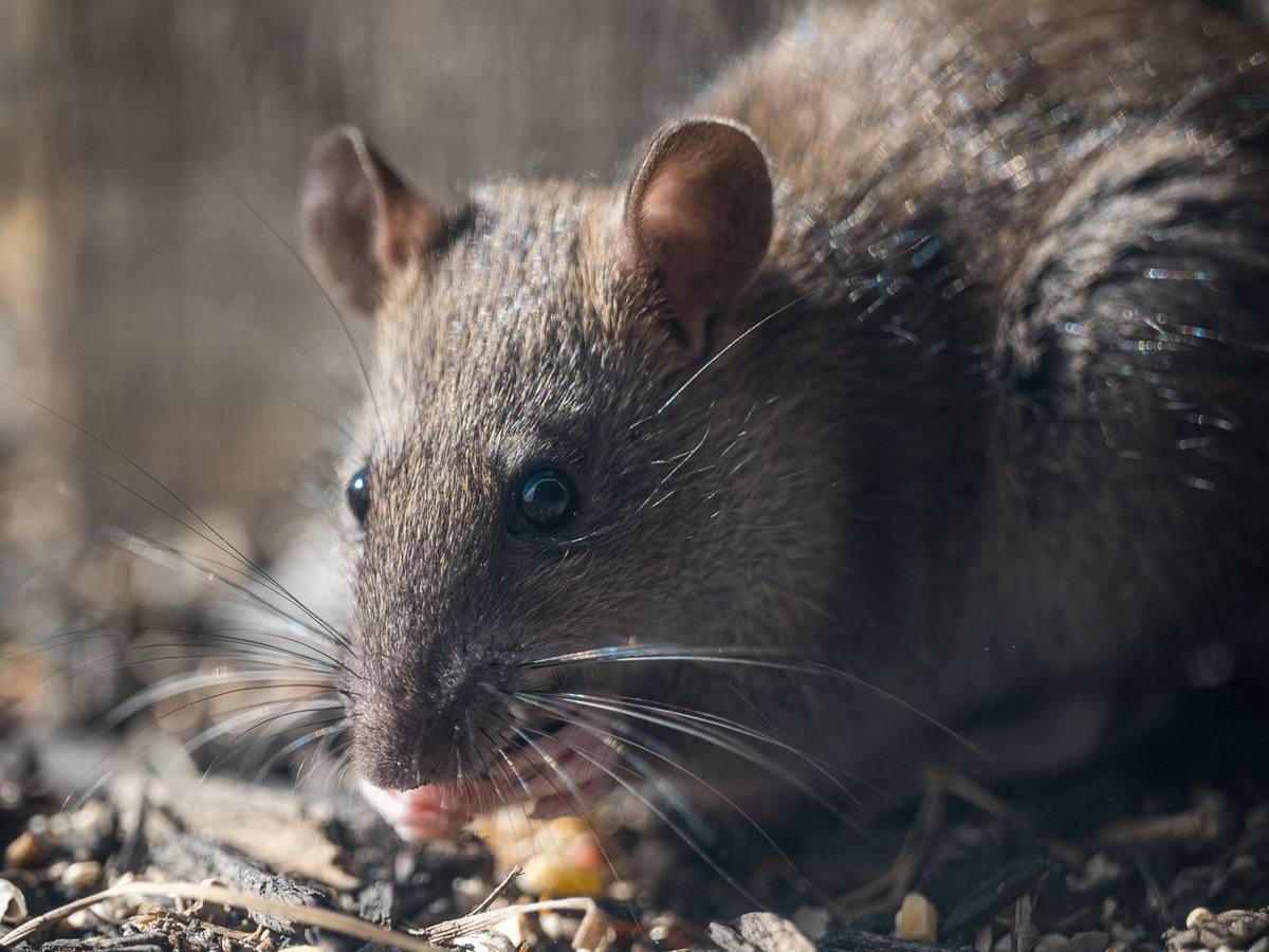 Rodent control in Robinson, TX