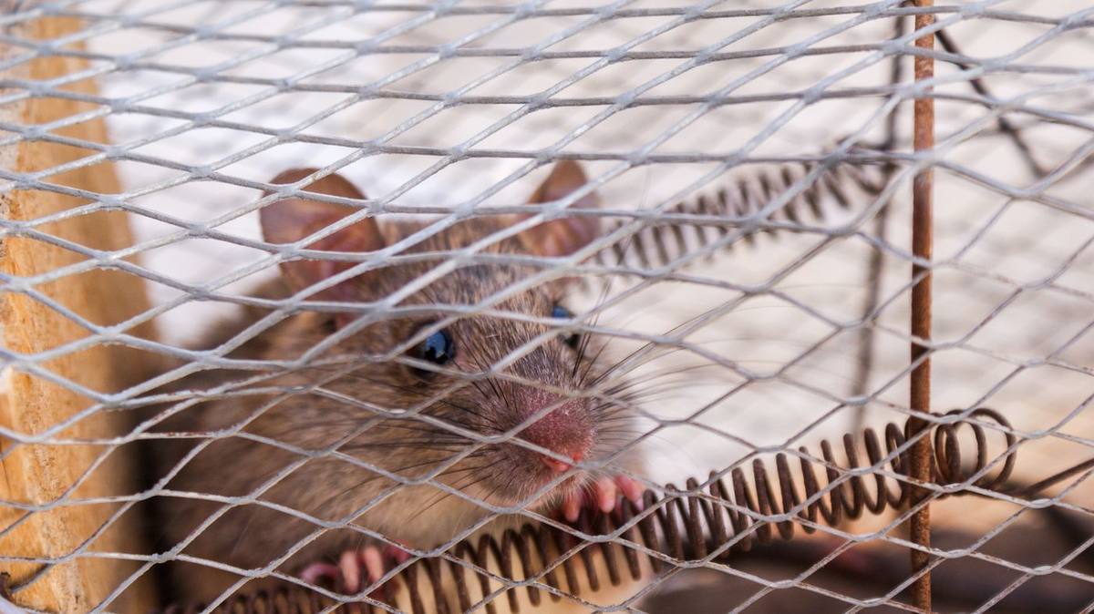 Rodent Trapping and Removal in Waco, TX