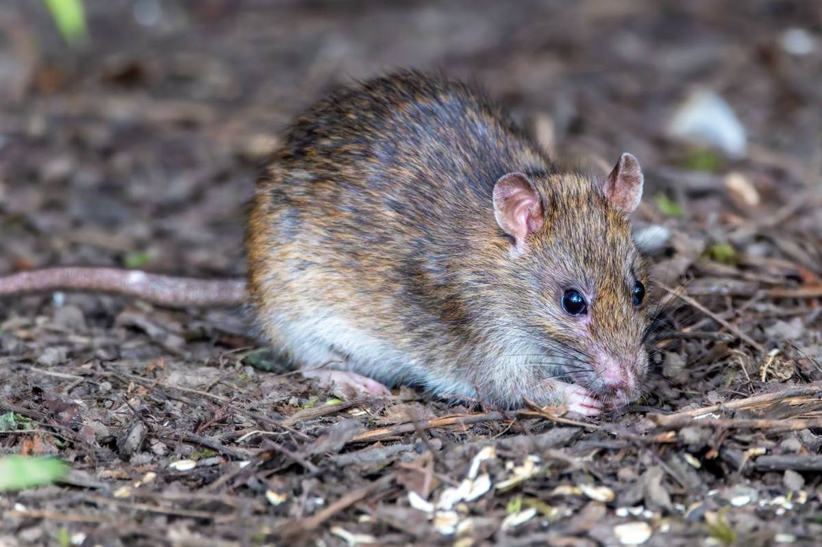 A brown rat foraging near a home